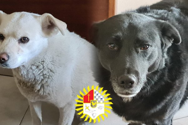 Negro y Blanca: Los perros que robaron el corazón de la Comisaría Segunda