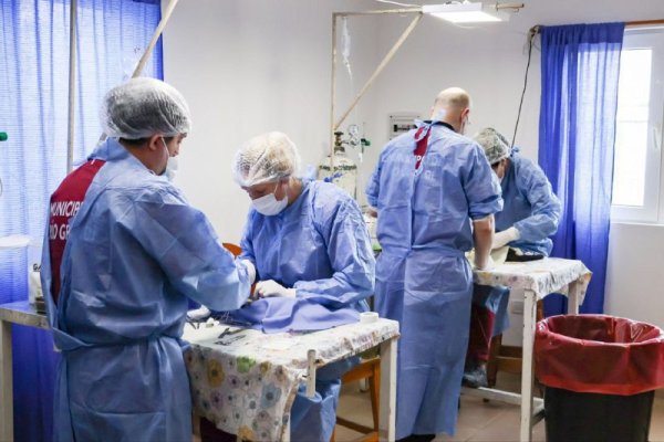 Accedé al Servicio Veterinario de Castración del Municipio