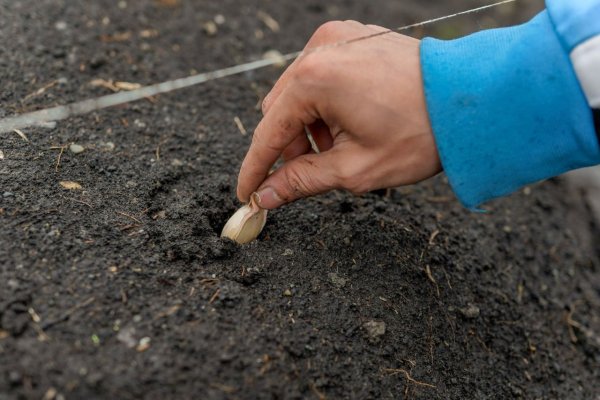 El Servicio Penitenciario inició junto al INTA un proyecto para desarrollar el cultivo local de ajo violeta