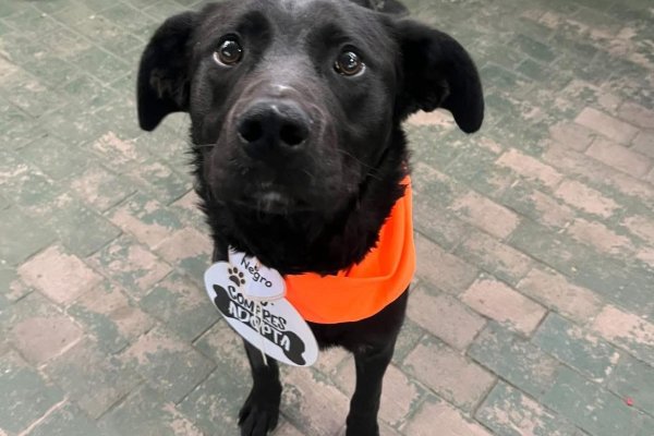 Decenas de perros esperan una familia en Zoonosis de Río Grande: la historia detrás de la adopción