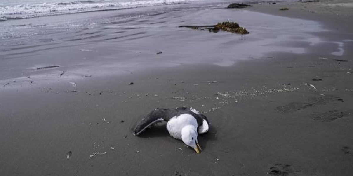 El Gobierno de la provincia activa protocolo preventivo por detección de mortandad de aves marinas en Río Grande