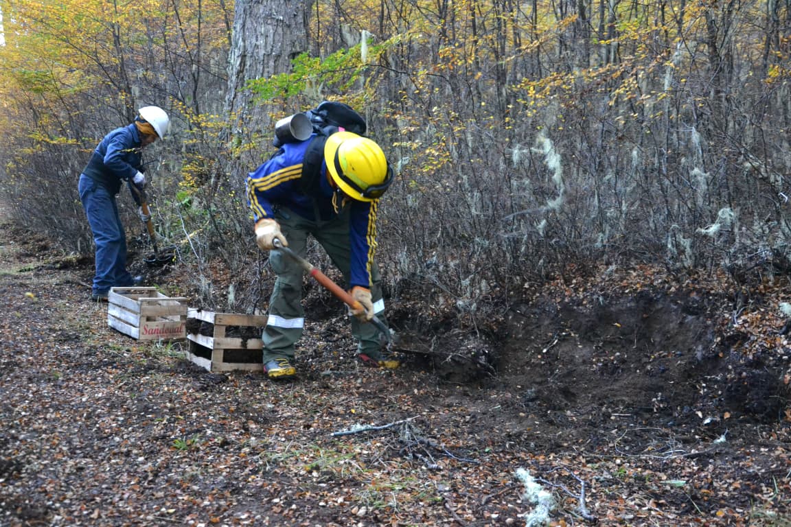Corazón de la isla: avanza la reforestación en la zona afectada por el incendio