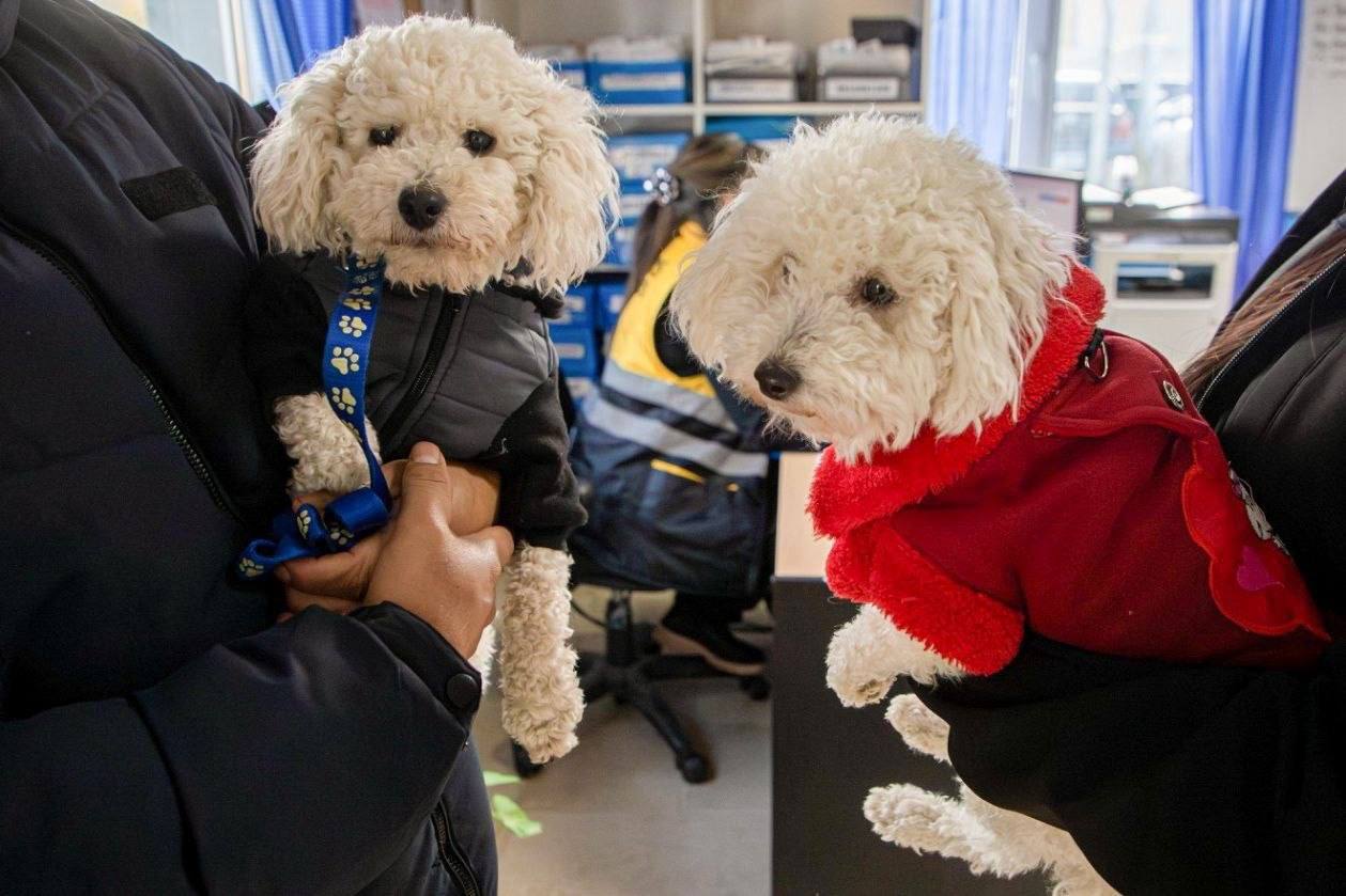 Recomendaciones para prevenir el moquillo canino