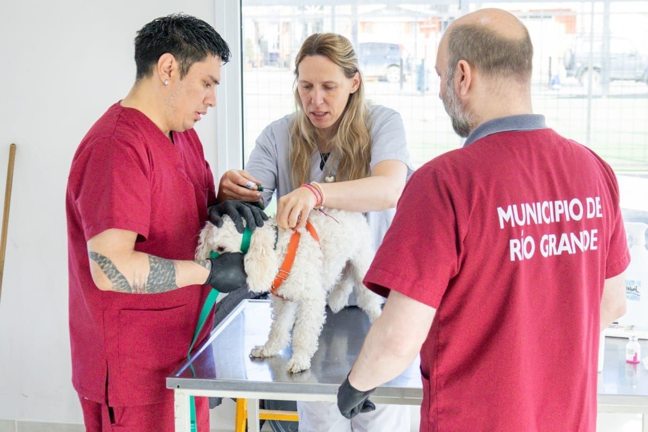 Realizarán una nueva jornada de vacunación y adopción de mascotas